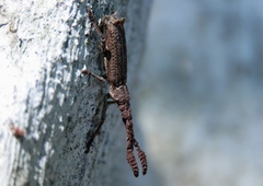 Ulocerus