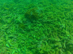 Serranus psittacinus