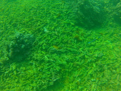 Thalassoma lucasanum