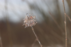 Rabdophaga rosaria