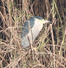Nycticorax nycticorax