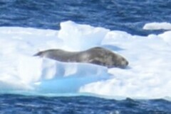 Leptonychotes weddellii