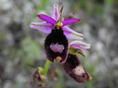 Ophrys bertolonii bertolonii