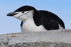 Pygoscelis antarcticus