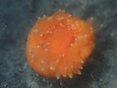 Balanophyllia elegans