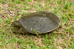 Spiny Softshell Turtle photo 4