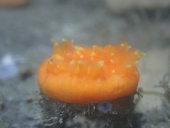 Balanophyllia elegans