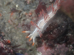 Coryphella trilineata