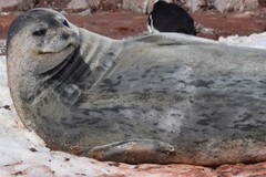 Leptonychotes weddellii