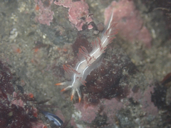 Coryphella trilineata
