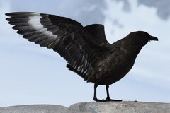 Stercorarius antarcticus