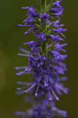 Veronica porphyriana
