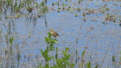 Hymenops perspicillatus