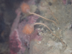 Ectopleura marina