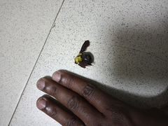 Xylocopa ruficornis