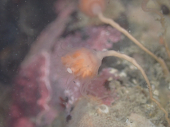 Ectopleura marina