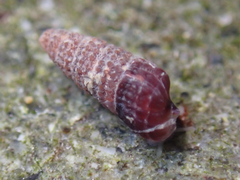 Cerithiopsidae