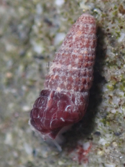 Cerithiopsidae