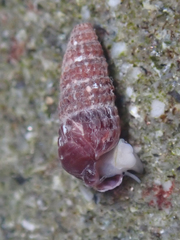 Cerithiopsidae