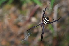 Argiope reinwardti