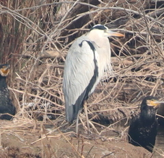 Ardea cinerea