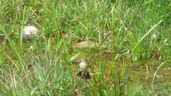 Hymenops perspicillatus