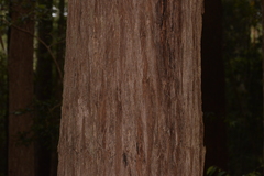 Eucalyptus pilularis