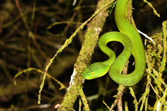 Trimeresurus sabahi