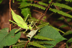 Heteropteryx dilatata