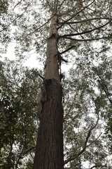 Eucalyptus pilularis
