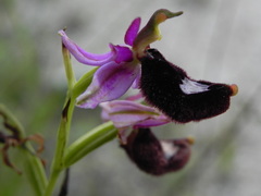 Ophrys bertolonii bertolonii