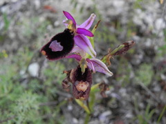 Ophrys bertolonii bertolonii