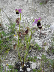 Ophrys bertolonii bertolonii