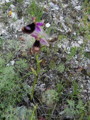 Ophrys bertolonii bertolonii