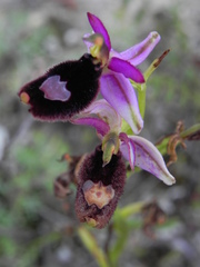 Ophrys bertolonii bertolonii