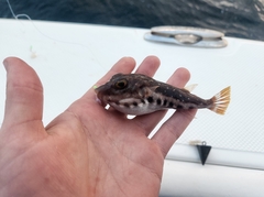 Sphoeroides spengleri