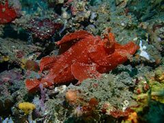 Rhinopias eschmeyeri