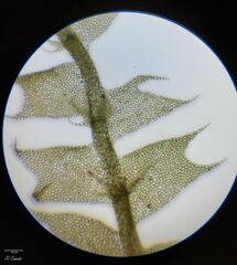 Lophocolea bidentata