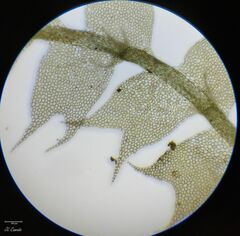 Lophocolea bidentata