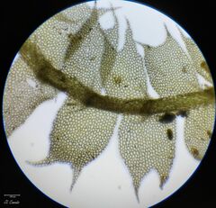 Lophocolea bidentata