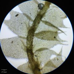 Lophocolea bidentata