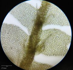 Lophocolea bidentata