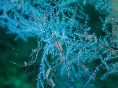 Manipontonia psamathe