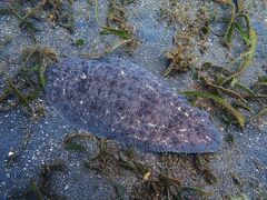 Dagetichthys marginatus