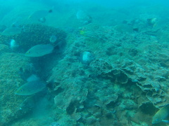 Stegastes acapulcoensis