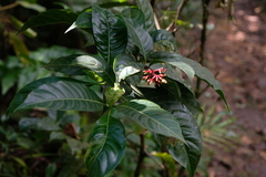 Palicourea crocea