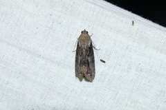 Stictopterinae