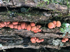 Lycogala epidendrum terrestre