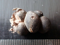 Lycogala epidendrum terrestre
