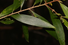 Persoonia conjuncta